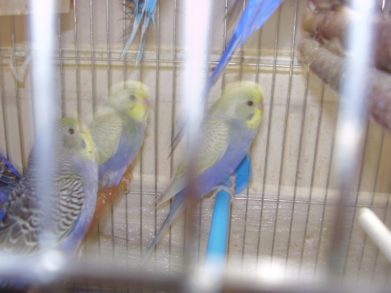 Papużki faliste tęczowe dwumiesięczne nadające się do oswojenia. - 01 Papużki faliste tęczowe dwumiesięczne nadające się do oswojenia. - 01