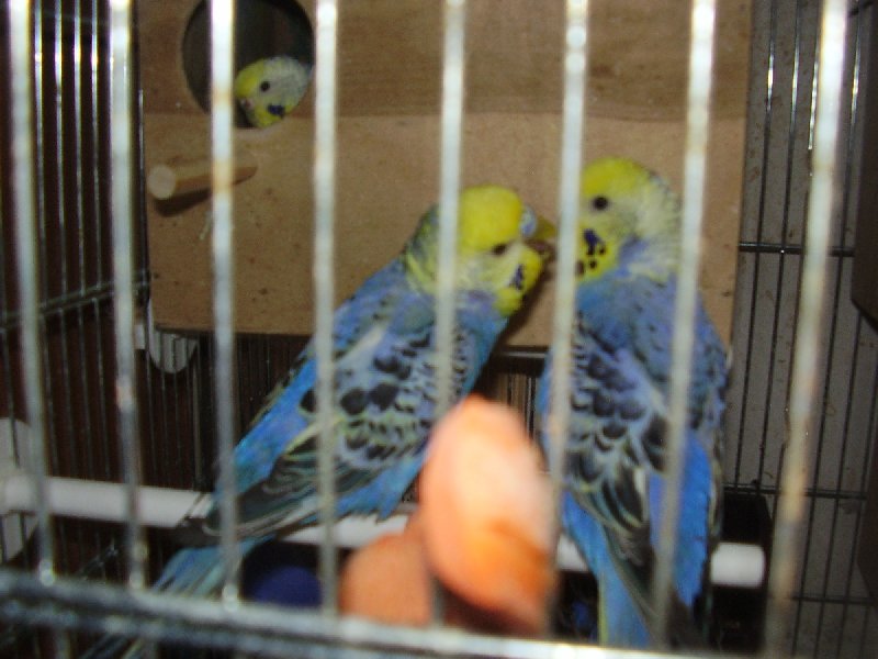 Papużki faliste tęczowe,sprzedam. - 02 Papużki faliste tęczowe,sprzedam. - 02
