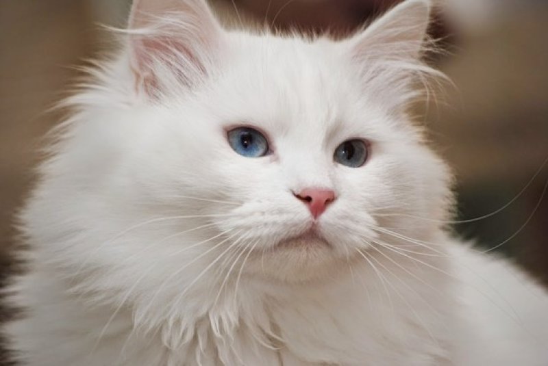 Hodowla Kotów Syberyjskich i Neva Masquerade Nowa Era PL