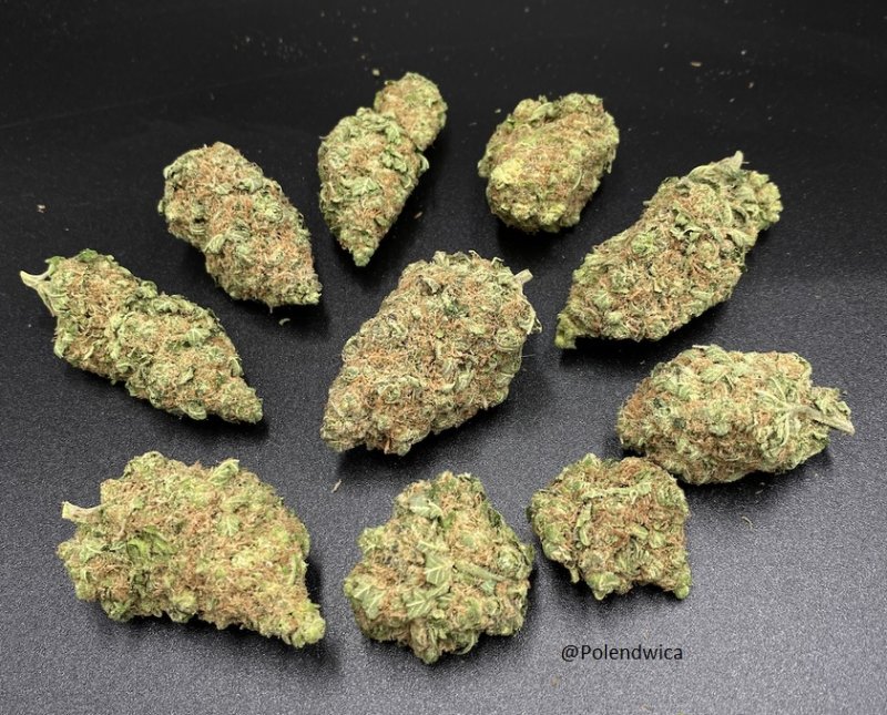 Weed trawa skun ziolo gelato 27Procent