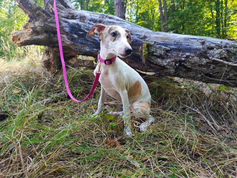 Szczenięta rasy Whippet - 01 Szczenięta rasy Whippet - 01