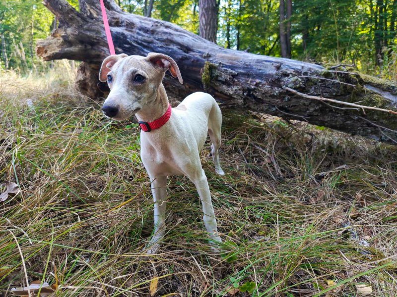 Szczenięta rasy Whippet - 02 Szczenięta rasy Whippet - 02