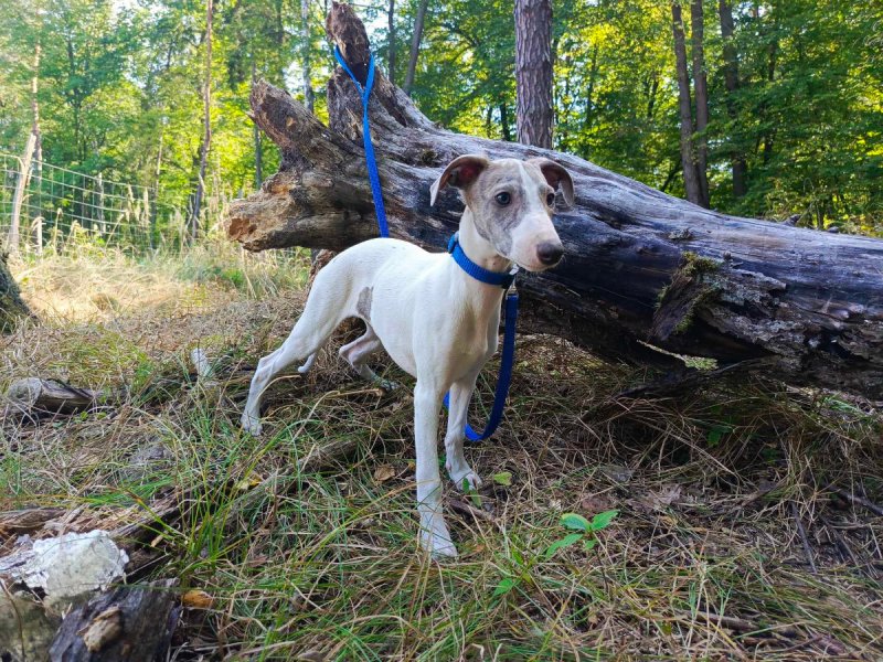 Szczenięta rasy Whippet - 03 Szczenięta rasy Whippet - 03