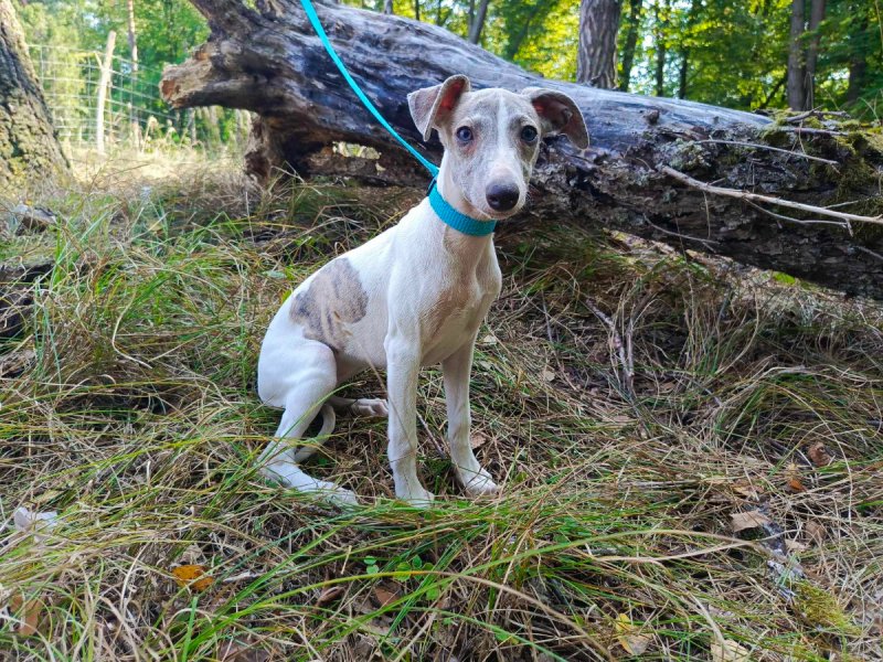 Szczenięta rasy Whippet - 04 Szczenięta rasy Whippet - 04
