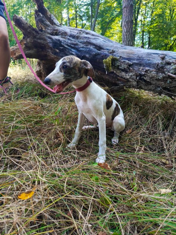 Szczenięta rasy Whippet - 05 Szczenięta rasy Whippet - 05