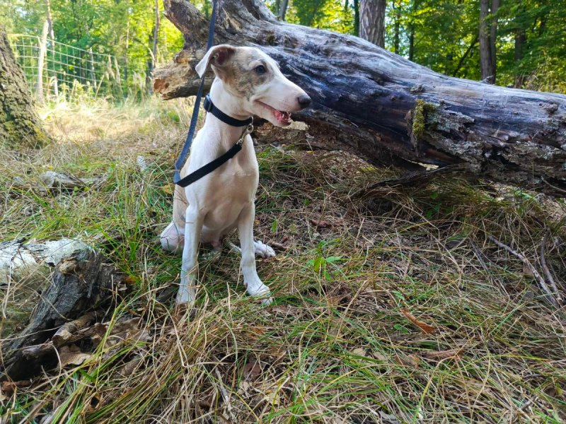 Szczenięta rasy Whippet - 06 Szczenięta rasy Whippet - 06
