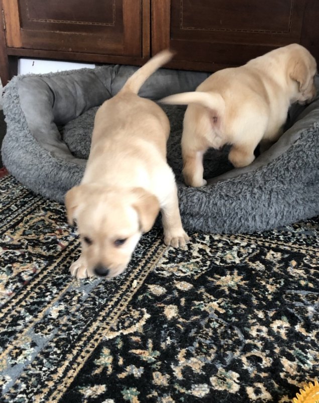 Szczenięta Golden Labradora