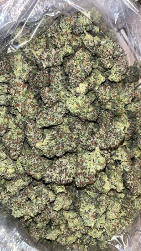 Konopie indyjskie/Marihuana, Medyczna - 02 Konopie indyjskie/Marihuana, Medyczna - 02