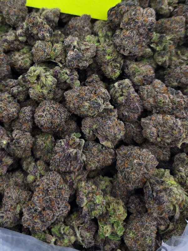 Konopie indyjskie/Marihuana, Medyczna - 04 Konopie indyjskie/Marihuana, Medyczna - 04