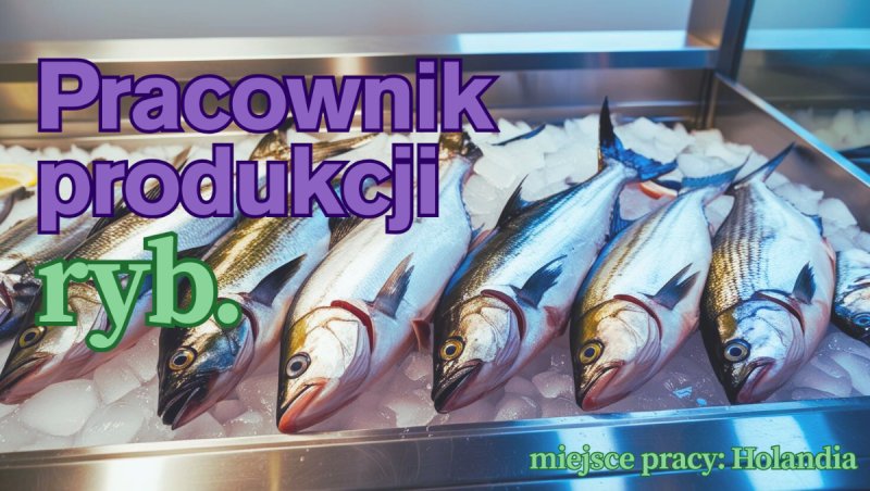 Poszukiwani pracownicy na produkcję ryb. NL