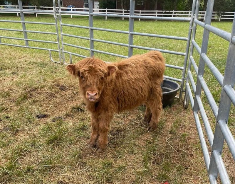 Highland Heifer na sprzedaż