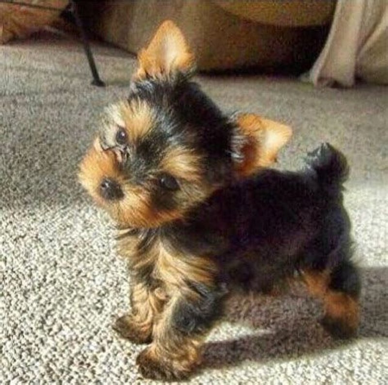 Szczenięta yorkshire terrier