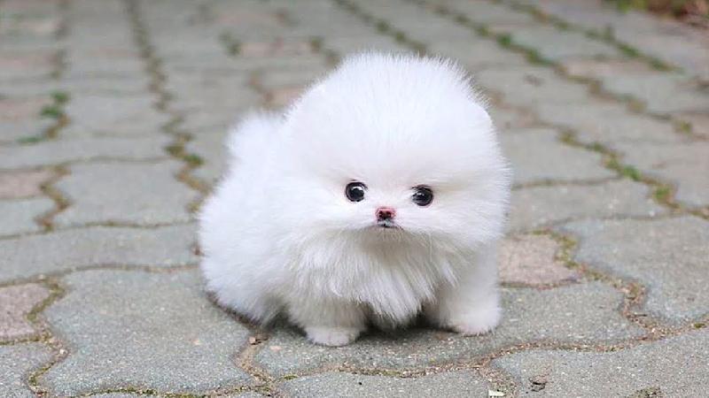 Pomeranian do adopcji za darmo - 01 Pomeranian do adopcji za darmo - 01