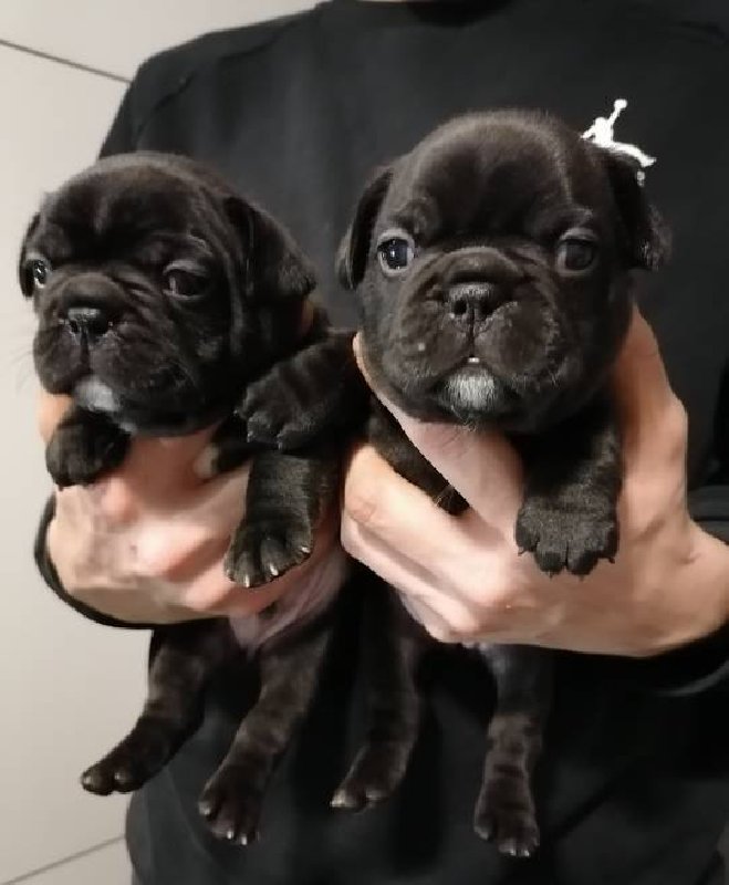 Buldogi francuskie, szczeniaki za darmo do adopcji - 01