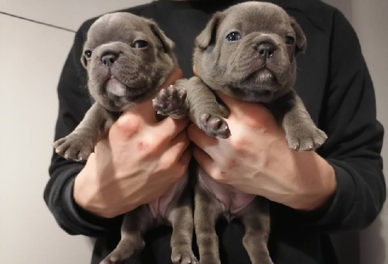 Buldogi francuskie, szczeniaki za darmo do adopcji - 02