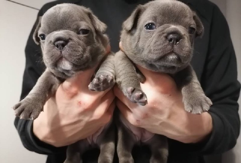 Buldogi francuskie, szczeniaki za darmo do adopcji - 03