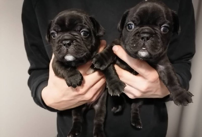 Buldogi francuskie, szczeniaki za darmo do adopcji - 04