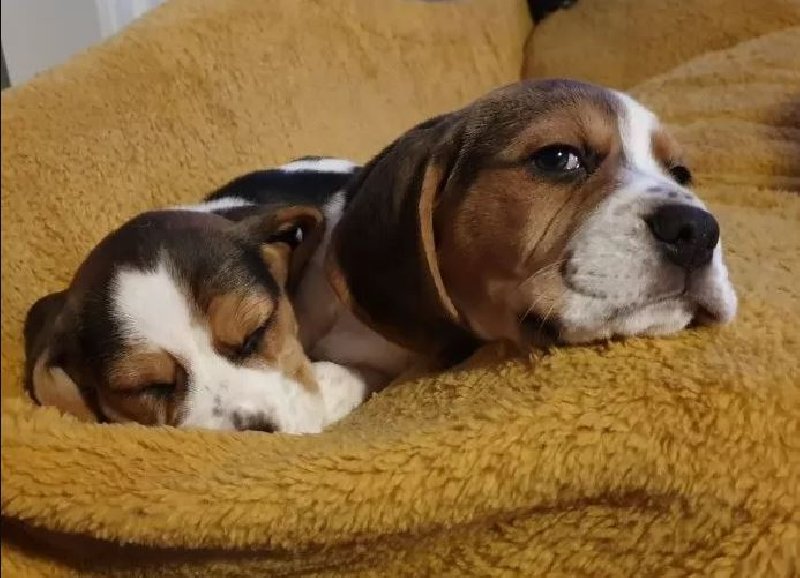 Beagle do adopcji