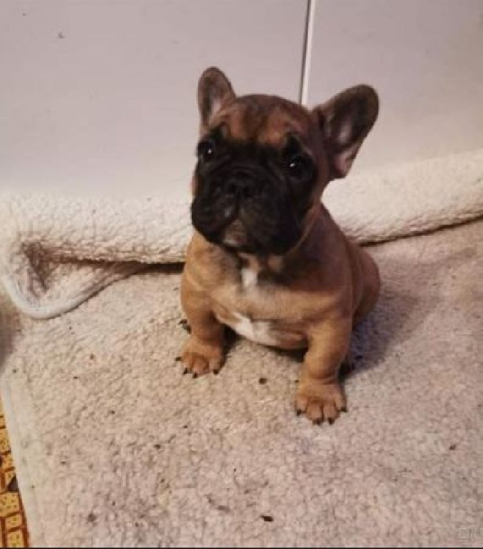 Buldog francuski oddam za darmo - 01