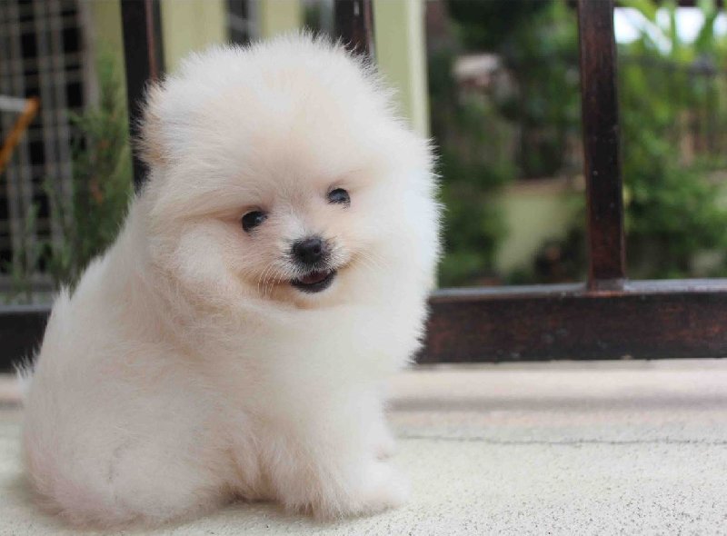 Pomeranian boo za darmo - 01