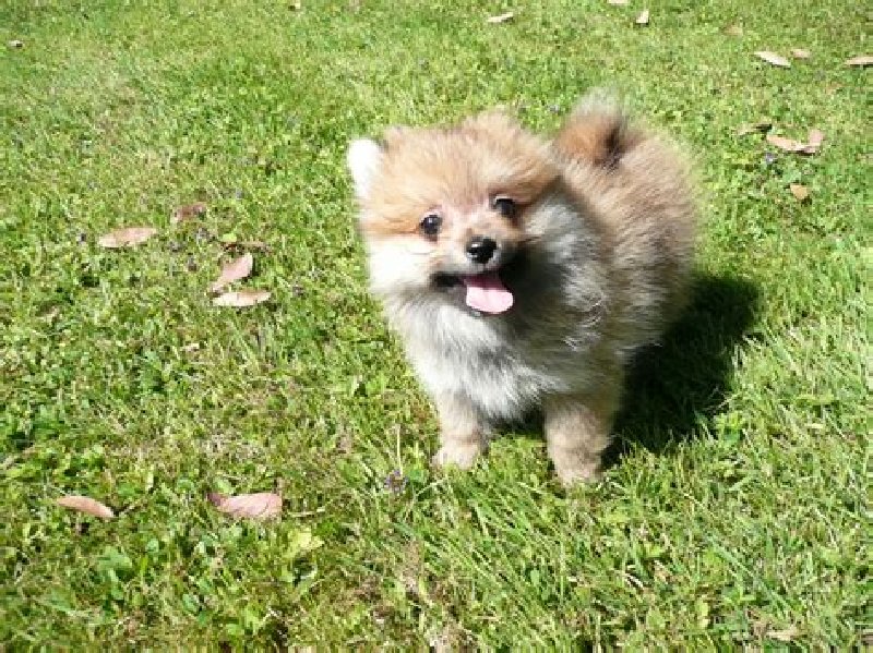 Szpic miniaturowy do adopcji