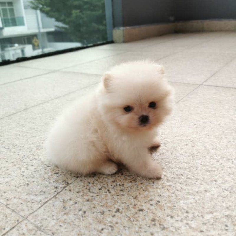Szpic miniaturowy do adopcji za darmo