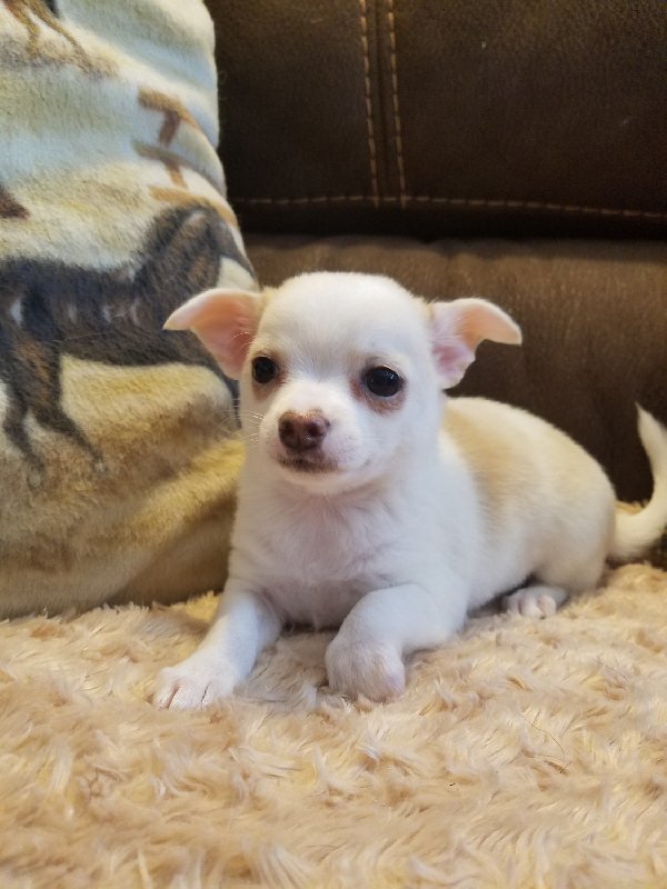 Chihuahua do oddania - 01