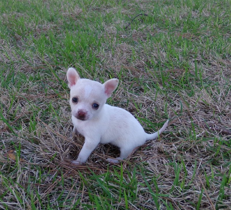 Chihuahua oddam za darmo do adopcji - 01