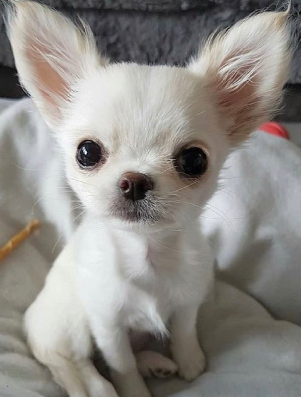 Chihuahua za darmo do oddania