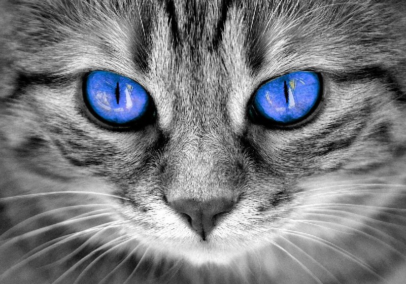 Koty z azylu do bezpłatnej adopcji!