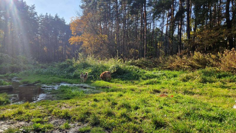 Szukam domu dla dwójki piesków - 01