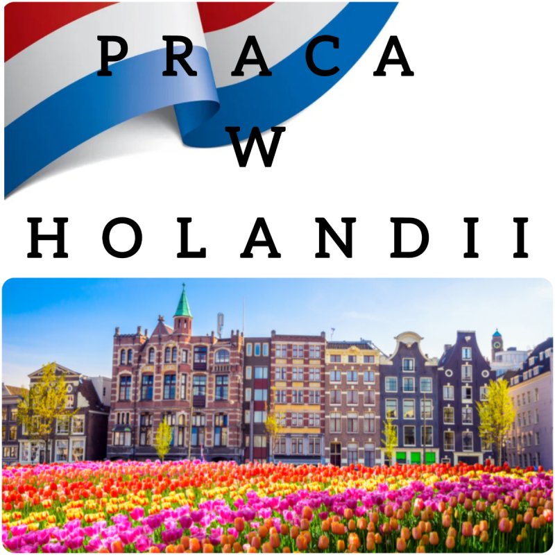 Pakowanie łososia Holandia praca od 19 marca