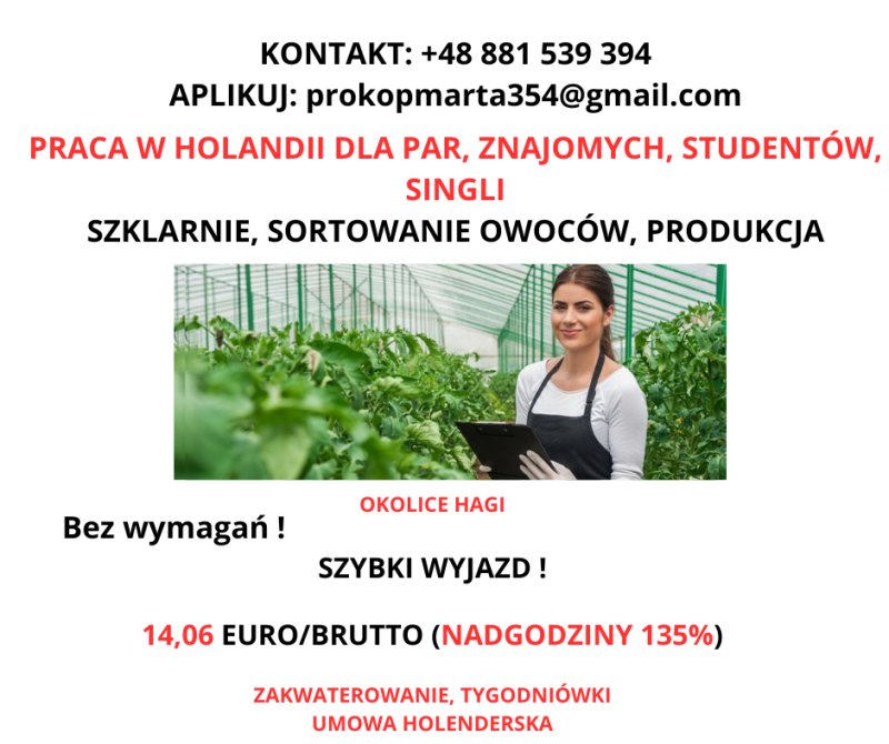 Praca w Holandii, pary, studenci, single