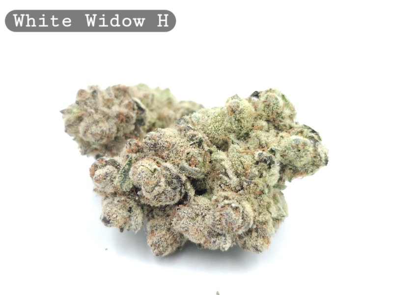 Wysokiej jakości marihuana od nas