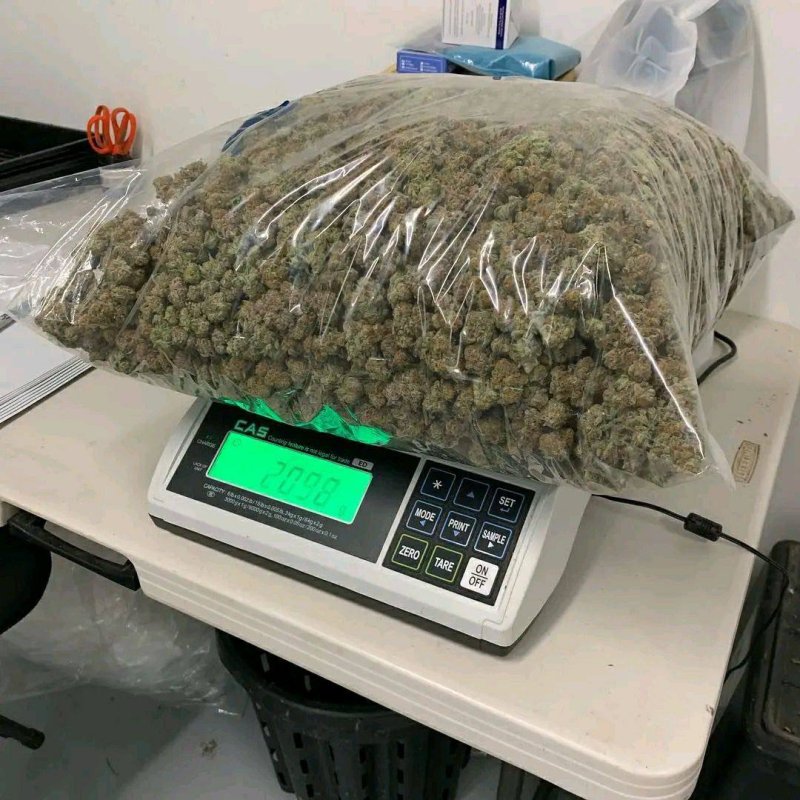 Marihuana/konopie indyjskie