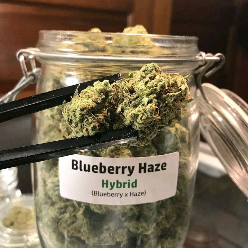 Marihuana/konopie indyjskie - 03