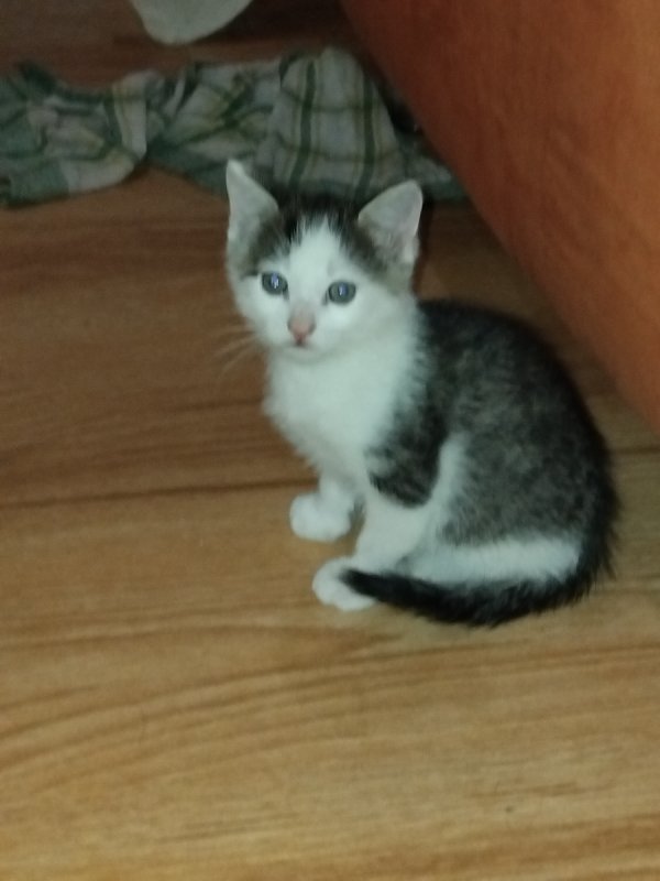 Kotki do adopcji - 02