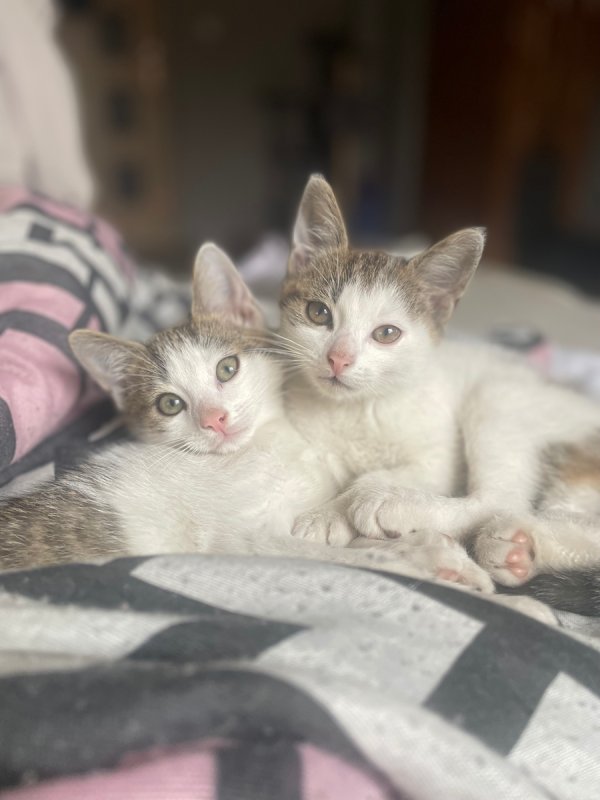 Oddam kocurki