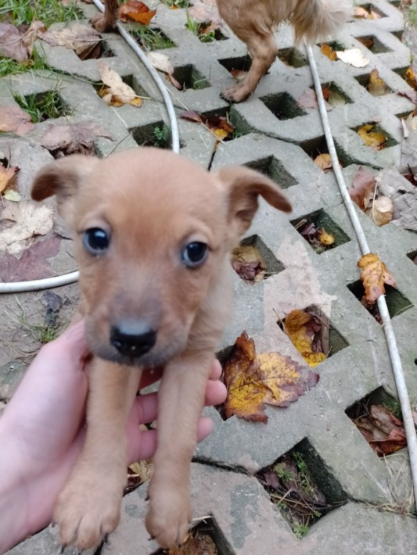 Oddam w dobre ręce pieski