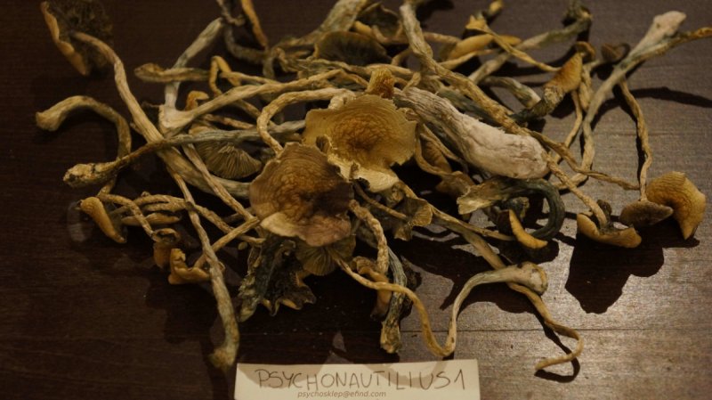 Grzyby Psylocibe Cubensis Mazatapec Psychonautil - 01