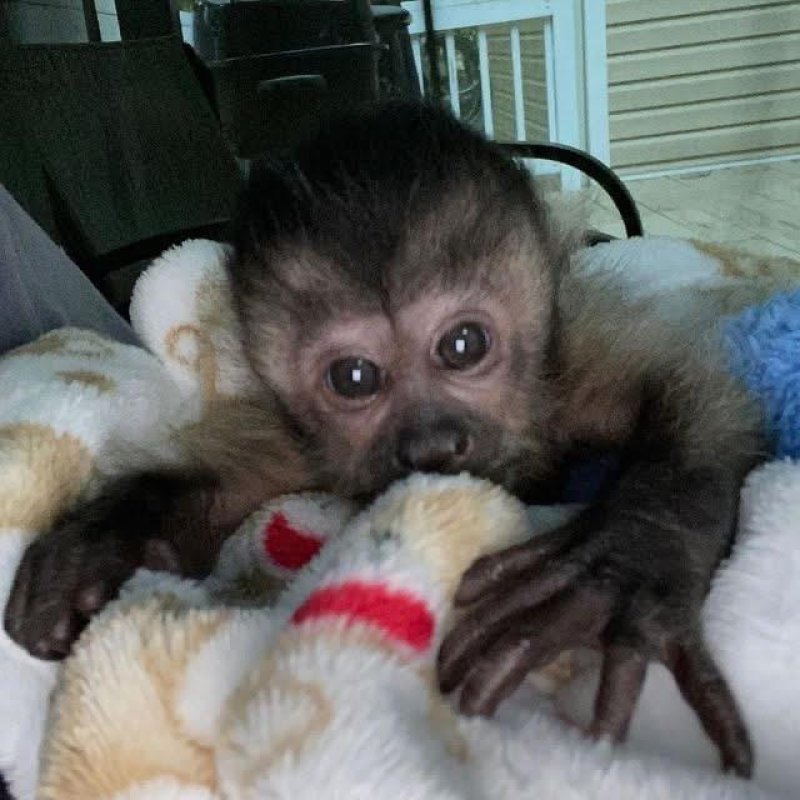 Niesamowita małpka kapucynka