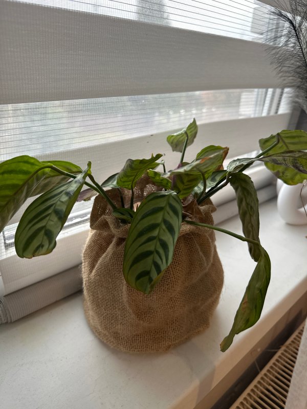 Oddam kwiatka