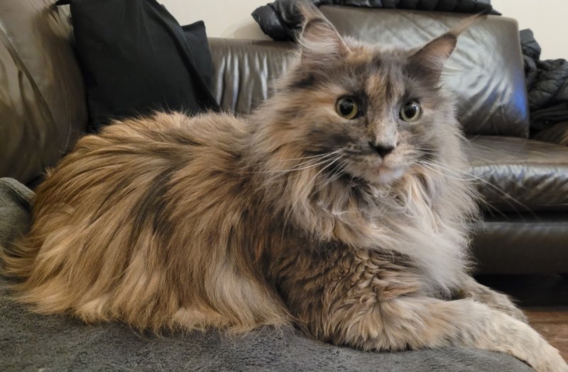 Oddam w dobre ręce kotkę rasy Maine Coon