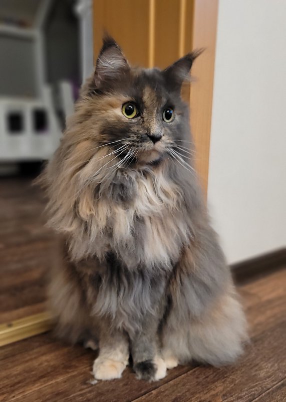 Oddam w dobre ręce kotkę rasy Maine Coon - 03