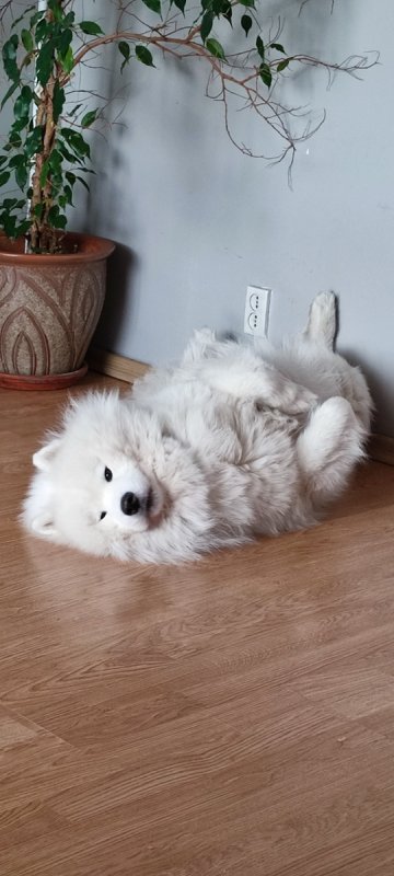 Pies rasy samoyed, tylko do domku - 03 Pies rasy samoyed, tylko do domku - 03
