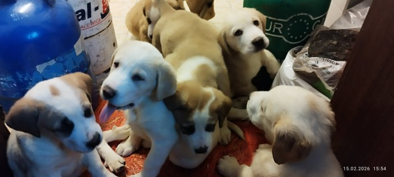 Pies w typie owczarka azjatyckiego