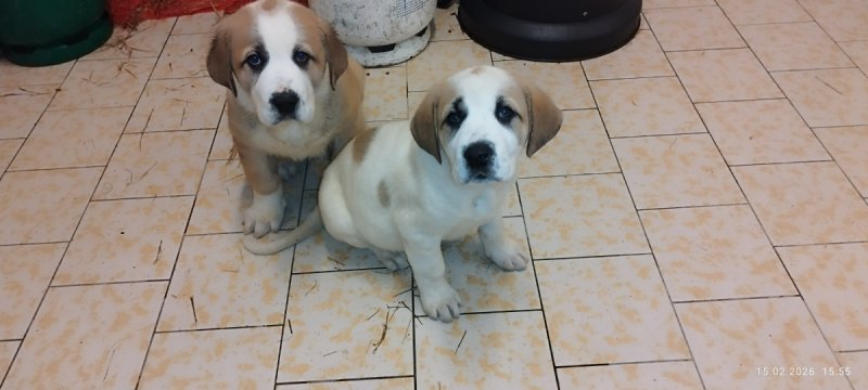 Pies w typie owczarka azjatyckiego - 01