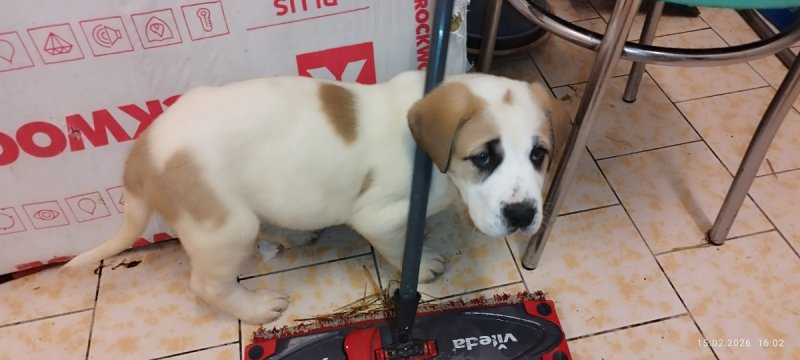 Pies w typie owczarka azjatyckiego - 02