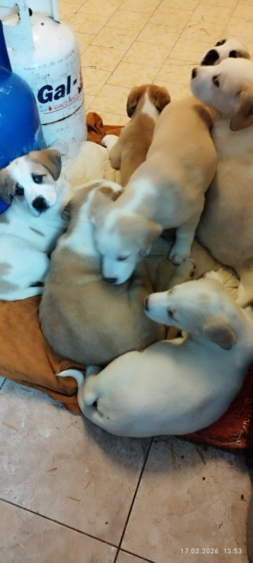 Pies w typie owczarka azjatyckiego - 03