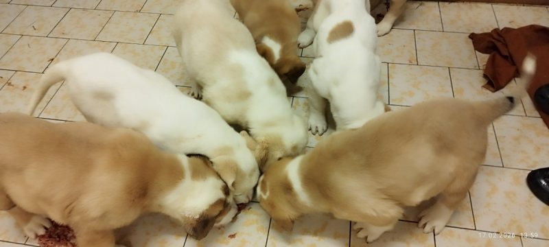 Pies w typie owczarka azjatyckiego - 04